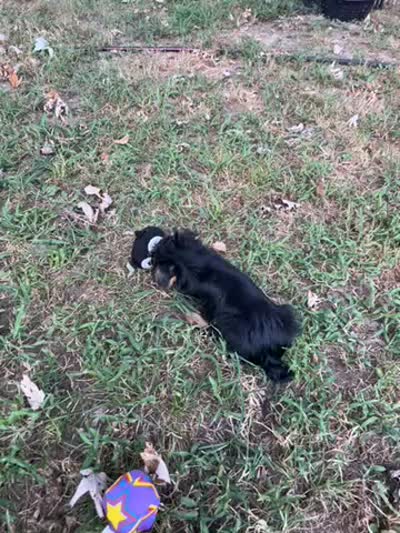 AKC Lucas, a male Silky Terrier for sale in Houston, MO – 9 of 9