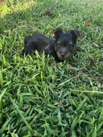 Ricky, a male Silky Terrier for sale in Houston, MO – 1 of 7