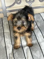 AKC Benson Green , a male Silky Terrier for sale in Houston, MO – 2 of 10