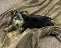 AKC Charley, a male Silky Terrier for sale in Houston, MO – 7 of 7