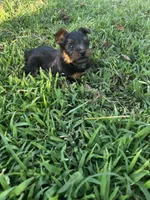 Rocky, a male Silky Terrier for sale in Houston, MO – 3 of 5