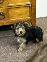 AKC Charley, a male Silky Terrier for sale in Houston, MO – 2 of 7