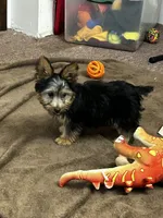 Macy, a female Silky Terrier for sale in Houston, MO – 4 of 9