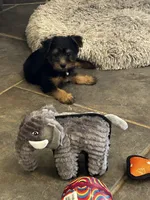 AKC Brea, a female Silky Terrier for sale in Houston, MO – 5 of 7