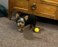 AKC Lilly, a female Silky Terrier for sale in Houston, MO – 5 of 9