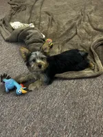 AKC Lilly, a female Silky Terrier for sale in Houston, MO – 9 of 9