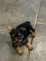 AKC Little Willie, a male Silky Terrier for sale in Houston, MO – 6 of 10
