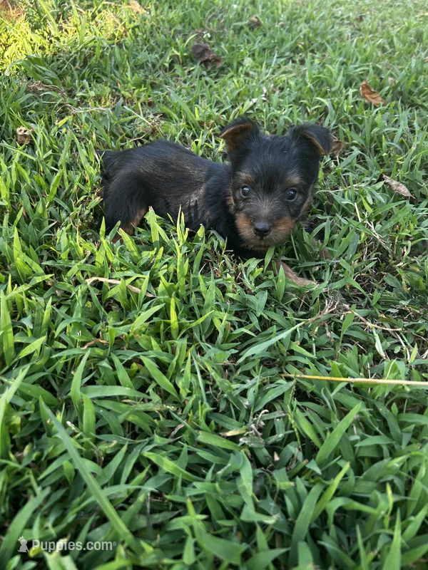 Rocky – Silky Terrier puppy for sale in Houston, MO