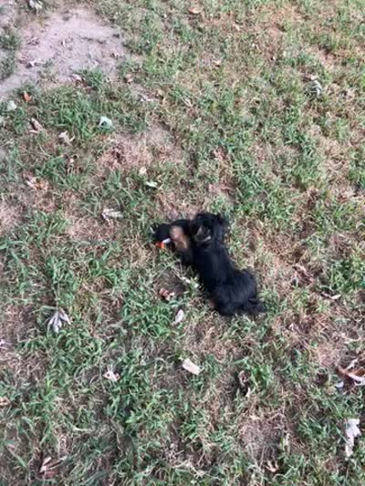 AKC Lucas, a male Silky Terrier for sale in Houston, MO – 6 of 9