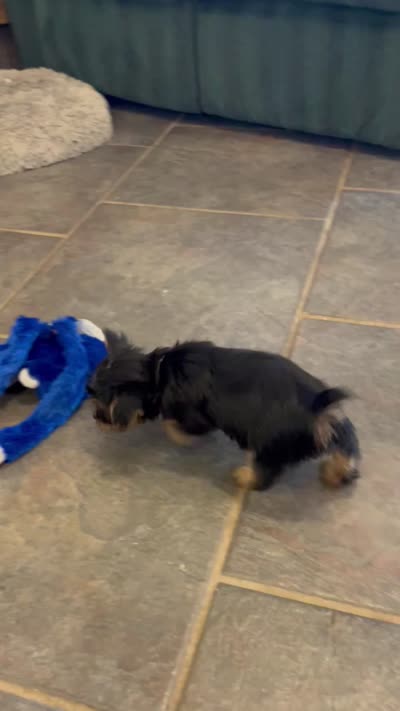 AKC Little Willie, a male Silky Terrier for sale in Houston, MO – 10 of 10