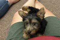 Lilly, a female Silky Terrier for sale in Houston, MO – 2 of 4