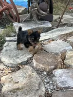 AKC Ella, a female Silky Terrier for sale in Houston, MO – 9 of 10