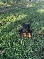Ricky, a male Silky Terrier for sale in Houston, MO – 6 of 7