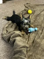 AKC Ellie, a female Silky Terrier for sale in Houston, MO – 8 of 8