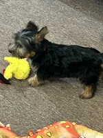 Lilly, a female Silky Terrier for sale in Houston, MO – 4 of 4