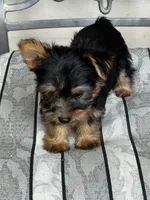 AKC Little Willie, a male Silky Terrier for sale in Houston, MO – 4 of 10