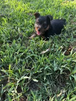 Ricky, a male Silky Terrier for sale in Houston, MO – 5 of 7