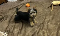 AKC Lilly, a female Silky Terrier for sale in Houston, MO – 6 of 9