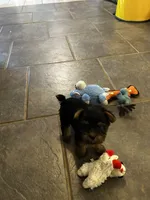 AKC Ella, a female Silky Terrier for sale in Houston, MO – 5 of 10