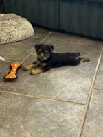 AKC Brea, a female Silky Terrier for sale in Houston, MO – 1 of 7