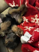 AKC Ella, a female Silky Terrier for sale in Houston, MO – 7 of 10