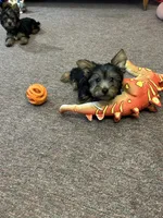 Ellie , a female Silky Terrier for sale in Houston, MO – 4 of 6