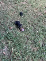 AKC Lucas, a male Silky Terrier for sale in Houston, MO – 2 of 9