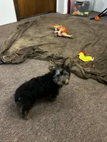 AKC Chewbacca, a male Silky Terrier for sale in Houston, MO – 9 of 9