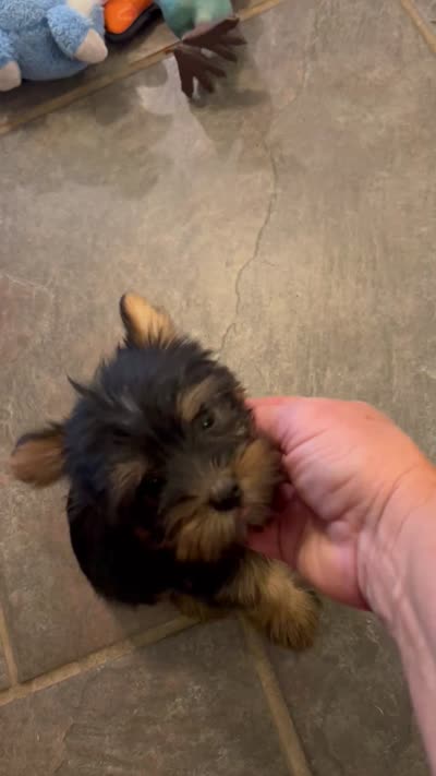 AKC Ella, a female Silky Terrier for sale in Houston, MO – 3 of 10