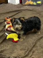 AKC Charley, a male Silky Terrier for sale in Houston, MO – 6 of 7