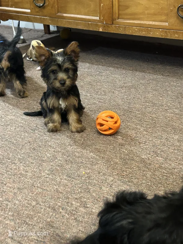 Ellie  – Silky Terrier puppy for sale in Houston, MO