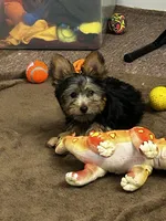 Macy, a female Silky Terrier for sale in Houston, MO – 5 of 9