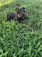 Rocky, a male Silky Terrier for sale in Houston, MO – 2 of 5