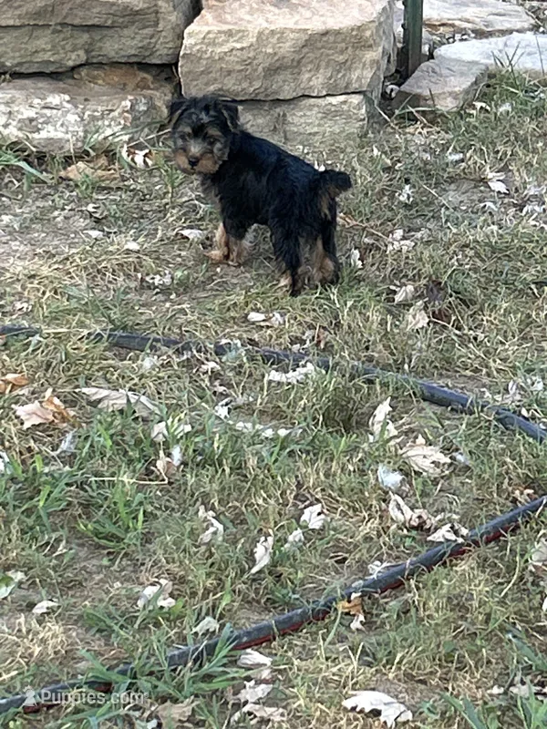 AKC Lucas – Silky Terrier puppy for sale in Houston, MO