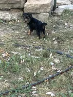 AKC Lucas, a male Silky Terrier for sale in Houston, MO – 1 of 9
