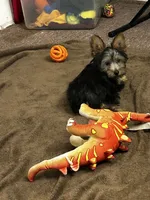 Macy, a female Silky Terrier for sale in Houston, MO – 3 of 9