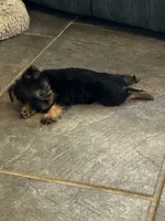 AKC Brea, a female Silky Terrier for sale in Houston, MO – 4 of 7