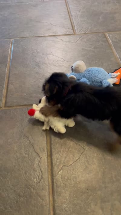 AKC Ella, a female Silky Terrier for sale in Houston, MO – 6 of 10