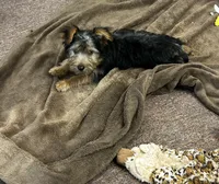 AKC Charley, a male Silky Terrier for sale in Houston, MO – 5 of 7