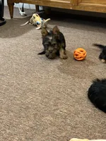 Ellie , a female Silky Terrier for sale in Houston, MO – 5 of 6