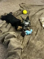 AKC Ellie, a female Silky Terrier for sale in Houston, MO – 2 of 8