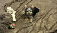 AKC Lilly, a female Silky Terrier for sale in Houston, MO – 4 of 9