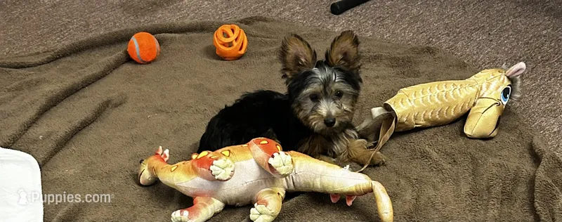 Macy – Silky Terrier puppy for sale in Houston, MO