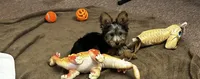 Macy, a female Silky Terrier for sale in Houston, MO – 1 of 9