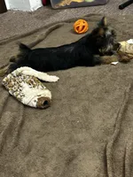 AKC Ellie, a female Silky Terrier for sale in Houston, MO – 4 of 8
