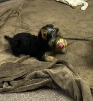 AKC Chip, a male Silky Terrier for sale in Houston, MO – 5 of 6