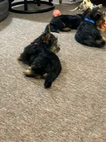 Lilly, a female Silky Terrier for sale in Houston, MO – 3 of 4