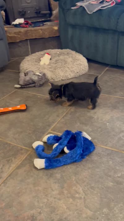 AKC Little Willie, a male Silky Terrier for sale in Houston, MO – 9 of 10
