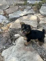 AKC Ella, a female Silky Terrier for sale in Houston, MO – 10 of 10