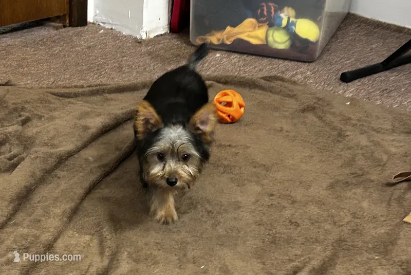 AKC Lilly – Silky Terrier puppy for sale in Houston, MO